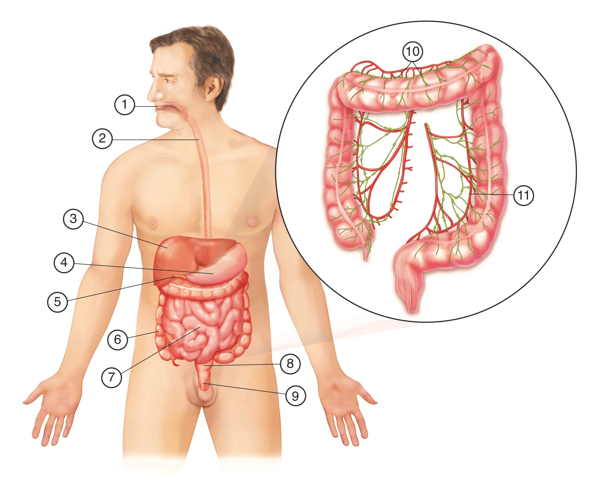 Banque d’images du cancer colorectal